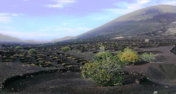 Forêt d'arbres à pinard