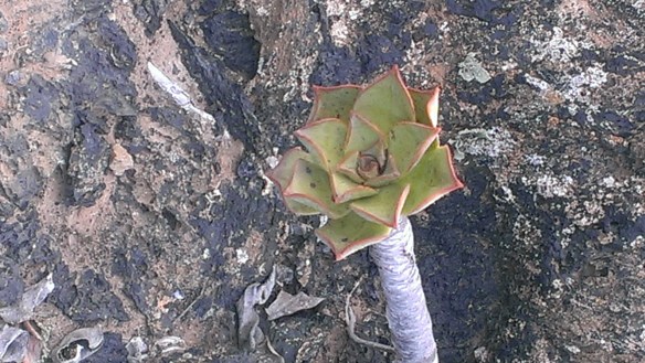 Flower power - un alternative