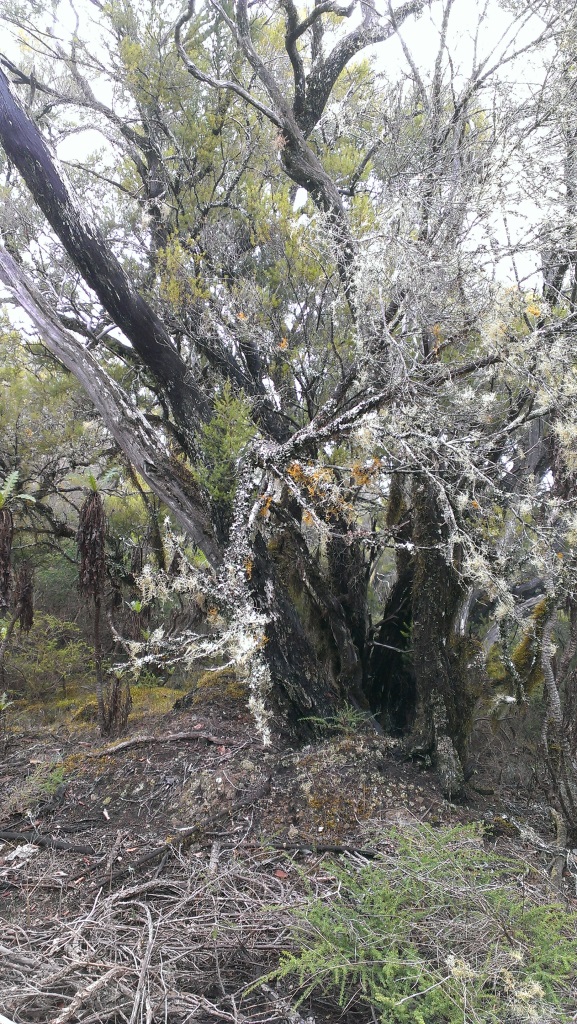 Laurasylva - Rasta Tree