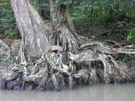 Indian River - Dominique