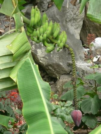 11 fleurs de bananier