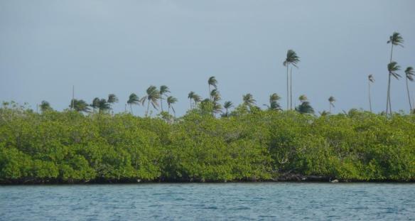 13 mangrove & palm trees