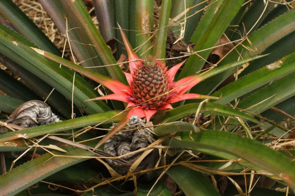 17 Ananas sauvage