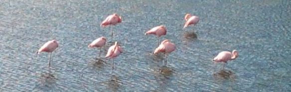 13 Pink Flamingos