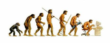 14 human evolution