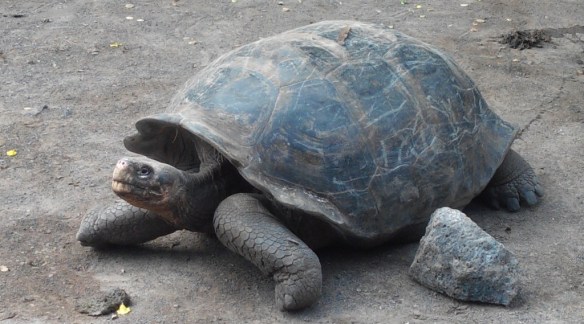 Tortue des Galápagos. Totalement inadaptée au monde actuel, elle ne survit que dans les centres d’élevage. 