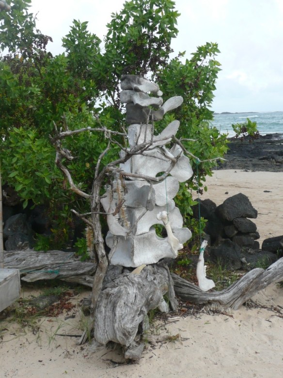 Au XIXème  siècle, l’archipel des Galapagos était une base importante pour la chasse à la baleine. Sur chaque bateau des tortues étaient chargées comme réserve de viande fraîche, en précipitant l’effondrement de la population.