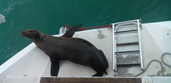 Passager clandestin. L’amènera-t-on jusqu’aux Marquises ? Bien cuisiné, cela pourrait en rendre plus d’un heureux. 