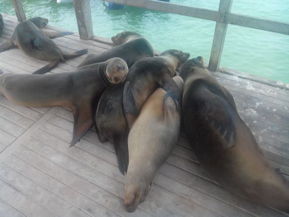 Dur dur d'être une otarie