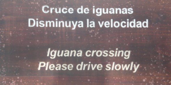 8 iguana crossing