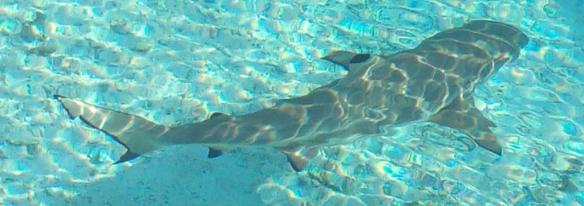 10 requin tetamanu 3