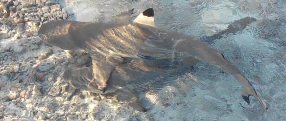 Mouillage que l’on partage avec d’autres habitants. Le nombre de décès par morsure de requins est faible, inférieur à celui par accident de la route ou par piqure de guêpe. Mais est-ce parce que ce grand prédateur ne s’attaque pas à l’homme ou parce que, confrontés à eux, nous redoublons d’attention ? Dans le désert du Kalahari où lions et hyènes constituent une menace permanente, les !Kungs ont tranché : pas de comportement insouciant, ils vont cependant, avec de simples badines,  éloigner ces derniers des cadavres d’antilopes chassées (le bénéfice protéique est supérieur au risque). Pour nous, remonter rapidement le poisson péché est un enjeu :-)