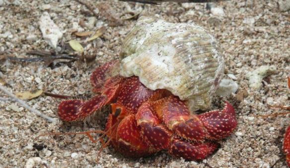Opération Canopus au rapport Date : 24 août 1968. Lieu : Fangataufa. Objet : bombe à hydrogène, force 2,6 mégatonnes. Passe dynamitée pour passage dans le lagon : ok. Lunettes de soleil distribuées aux habitants des atolls voisins : ok. Observations : nuage géant de vapeur d’eau pulvérisée, ombre en forme d’anneau, vague énorme. Plus rien, plus de maisons, plus d’installations, plus d’arbres. Consigne : Evacuation pour cause de radioactivité prononcée pour 6 ans. 