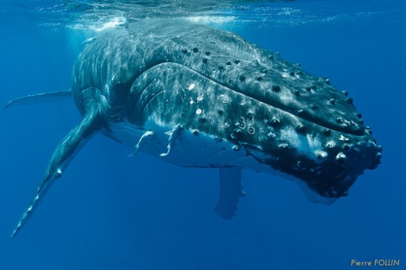 1 sweet-mama-moorea-6-septembre-2011