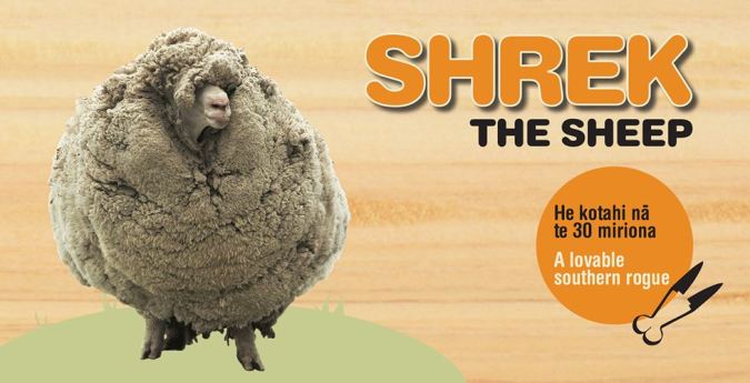 1 Shrek the sheep