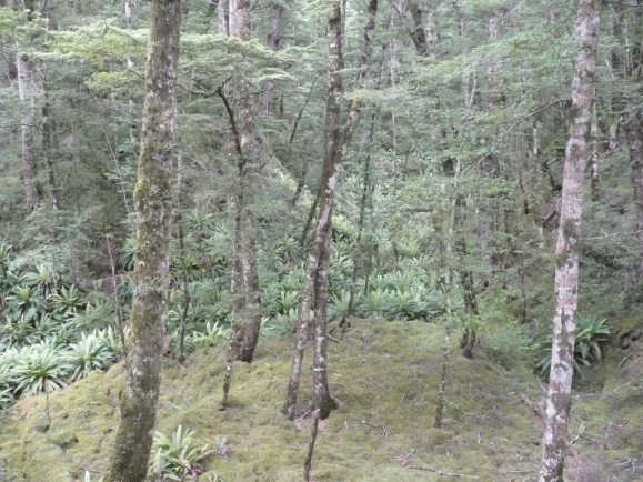 Beech Forest