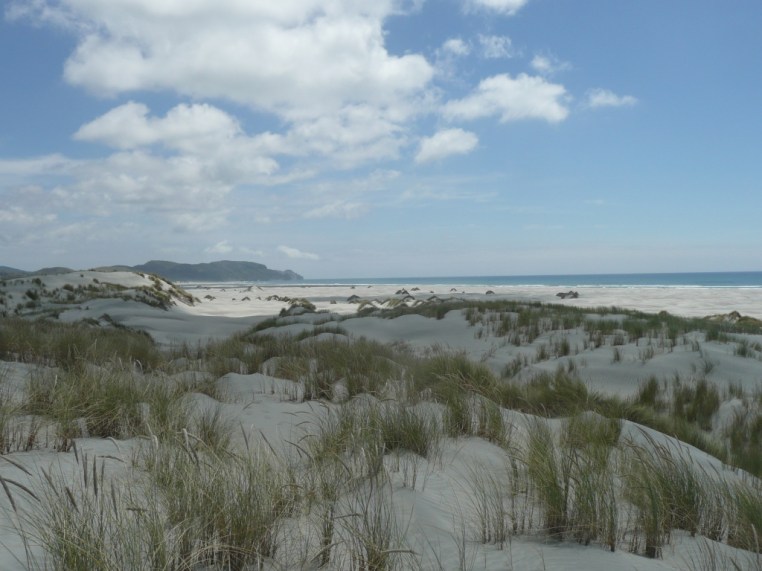 A l’extrême pointe Nord-Ouest de l’ile du Sud, une immense langue de sable, qui se referme sur Goden Bay, sorte de Côte d’Azur locale et haut lieu de culture hippie. Deux semaines plus tard, un troupeau de plus de 200 Globicéphales est venu s’échouer perturbé par la faible profondeur et la marée.