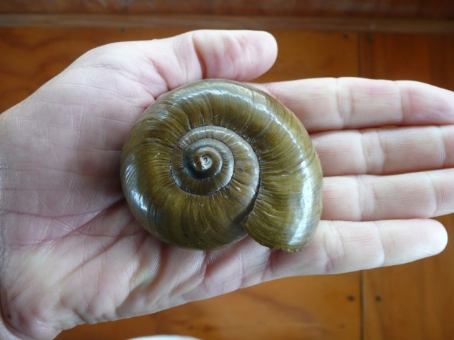 Escargot géant carnivore. Espèce en voie de disparition, comme les kiwis…. Surement à cause des Possums (plus de 40 millions), introduit par les colons européens pour l’industrie de la fourrure, puis relachés apres l’effondrement du cours en 1987. Ce n’est pas pourtant faute d’essayer de les exterminer en déversant des tonnes de 1080 en granules ou par épandage. L’impact sur la qualité du sol, des sources, la pousse des jeunes arbres est nié. Tout comme la raison économique de réduire la tuberculose bovine qui empêche l’exportation de viande alors qu’un marché vient d’être signé avec la Chine.  