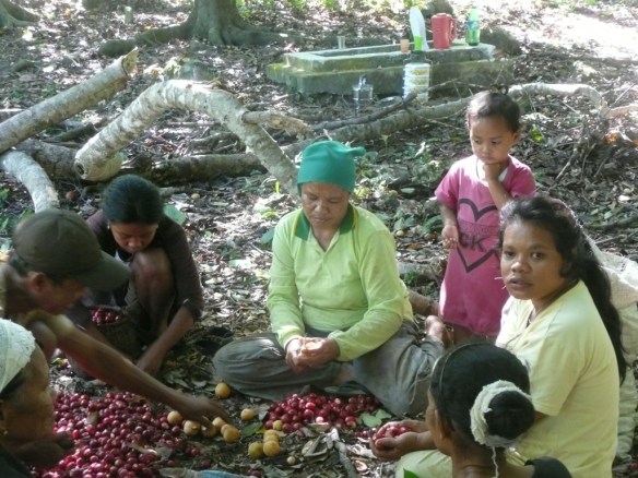 Banda Besar – Tri des noix de Muscade. L’arbre qui produit la noix de muscade mesure 10 à 15 mètres de haut. Comme il préfère l’ombre, les plantations s’épanouissent sous les Kendaris (des arbres immenses dont les troncs sont utilisés pour la fabrication des pirogues et qui produisent des amandes). Le cours de la noix de muscade a préservé l’archipel de Banda de la déforestation alors qu’elle sévit sur toutes les autres iles. Le fruit jaune-orange possède un noyau à membrane rouge vif qui entoure la noix. Le fruit est utilisé pour la confection de confiture, l’enveloppe rouge est moulue (macis) et la noix est râpée pour aromatiser sauces, pâtisseries, cocktails… La noix possède également des propriétés narcotiques significatives : 5 à 10 grammes avec un peu de sucre suffisent à dormir pendant 2 jours et une dose au-delà de 20g peut être mortelle. Un des principes actifs (myristicine) est dégradé par le foie en MMDA, une amphétamine bien plus puissante que la mescaline, ce qui fait de la muscade une dope attractive… hors la difficulté de dosage.