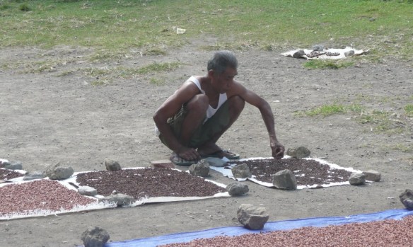 Banda Besar – le séchage des clous de girofle Le clou de girofle lui, s’envole en fumée sous la forme de kreteks, des cigarettes parfumées au goût légèrement sucré. L’Indonésie est le plus grand consommateur au monde de clous de girofle : 223 milliards de cigarettes sont fabriquées annuellement. La récolte des Moluques représente 80% de la production mondiale. Un business tellement profitable que ça ne pouvait pas manquer d’intéresser les membres de la famille Sudharto. Le fils a donc tenté d’arracher le monopole aux Chinois. Mais ceux-ci avaient des « stocks ». La spéculation s’est soldée par un échec et « Papa » a renfloué. Pour les Indonésiens ce n’est qu’un exemple supplémentaire de la corruption subie du dictateur (les prises illégales de Sudharto et sa famille sont estimées à 15 milliards de dollars durant les 30 ans de règne, soit 0.5% du PIB Indonésien cumulé sur la période. Pas mal mais peut mieux faire, Madoff s’est fait 65 milliards de dollars… sans complicité aucune, c’est bien connu). 