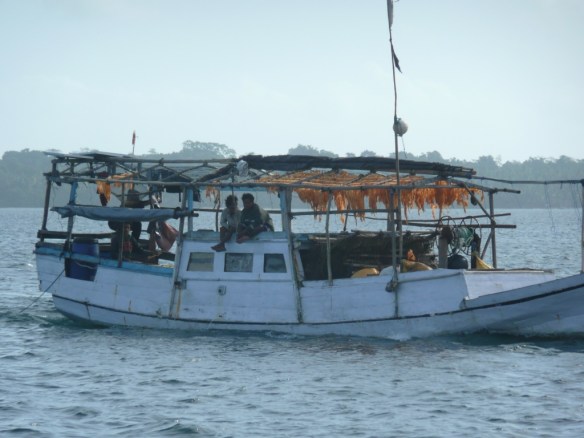 Récolte d’œufs de poisson – Tayandu – Kei island