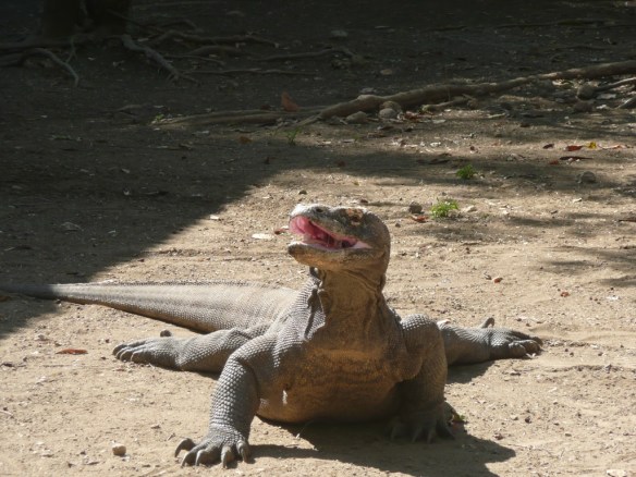Varan de Komodo. Prédateur vorace endémique des iles de Komodo et Rinca. On suppose qu’il doit sa survie au fait que son habitat se site sur des iles inatteignables jusqu’à ce que le JiangDong (moteur in-board chinois) n’équipe toutes les pirogues, puis qu’il soit déclaré Espèce en danger [Animal à écailles, il est haram (interdit) mais ses œufs sont halal (autorisé) ; d’aucuns s’étonneront de l’inconséquence]. 