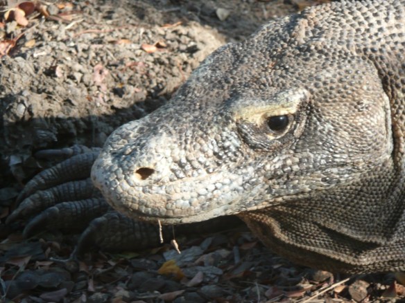 Je ne mange qu’une fois par mois. J’attaque et mords mes proies (buffles, biches…), puis attends qu’elles s’écroulent sous l’effet de la pourriture de la morsure. A la saison des pluies, je ponds des œufs dans des trous qui seront noyés. Je me poste devant eux et attends que ma portée éclose. Affamé, je n’hésite pas à manger les petits à leur naissance. Les petits dragons ne doivent leur survie qu’au fait que j’oublie dans quel trou j’ai déposé ma ponte.  
