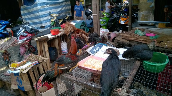 Marché de Tanjung Pinang - Volatiles à casserole